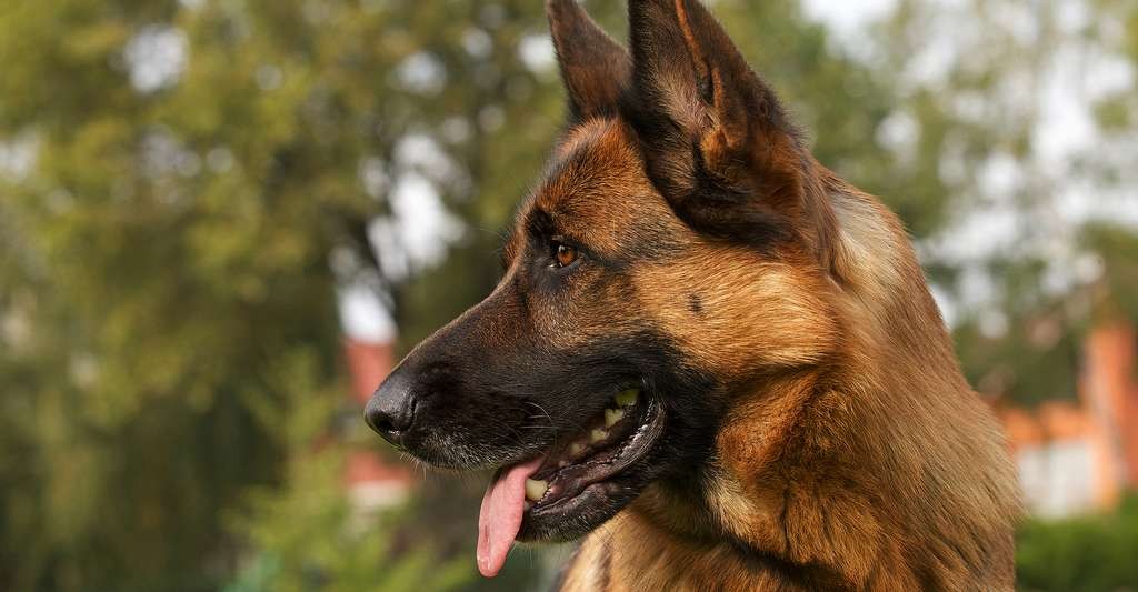 Berger allemand