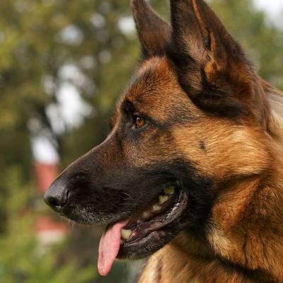 Berger allemand