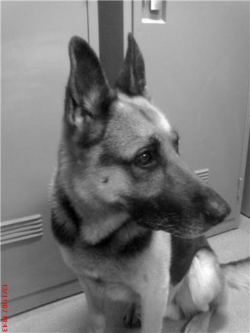 lycos 11 ans .