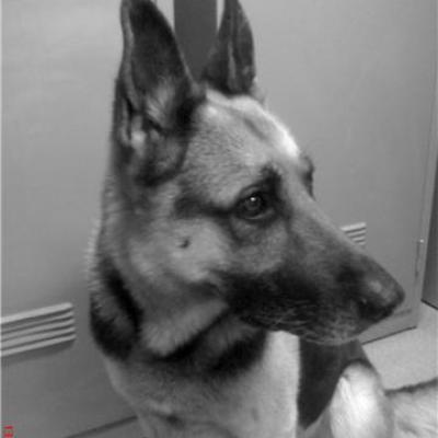 lycos 11 ans .