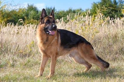 Berger allemand 
