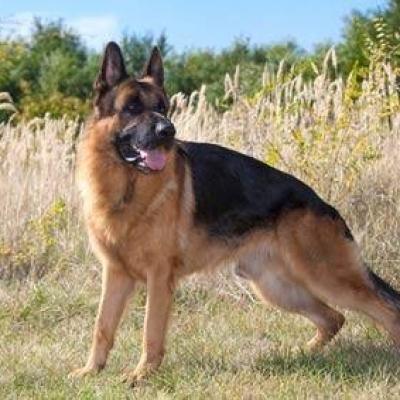 Berger allemand 