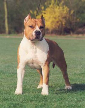 famstaffordshire123-1.jpg