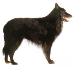 le-berger-belge-groenendael-1.jpg