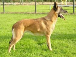 malinois.jpg